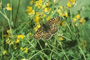 Glanville Fritillary BUTTERFLY Glanville Fritillary BUTTERFLY