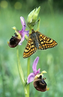 Glanville Fritillary Butterfly - Late spider-orchid (Ophrys holoser) Glanville Fritillary Butterfly - Late spider-orchid (Ophrys holoser)