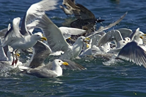Glaucous Winged Gull & Heermanns Gull (Larus heermannii) - feeding on bait ball near surface Glaucous Winged Gull & Heermanns Gull (Larus heermannii) - feeding on bait ball near surface
