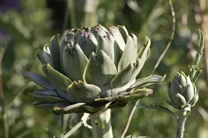 Artichoke Plant Prints: Globe Artichoke