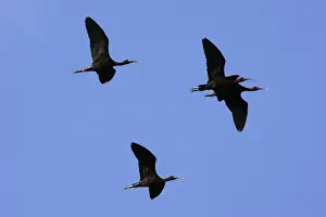 Glossy Ibis Print, Coro Peninsula, Venezuela