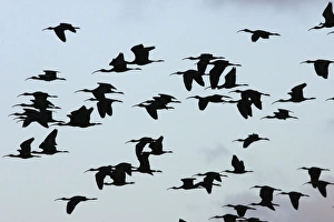 Glossy Ibis - flock in flight Glossy Ibis - flock in flight
