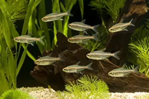 Freshwater Fishes Prints: Glowlight Tetra