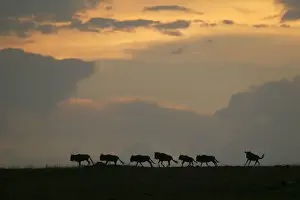 Wild Animal Photography Prints: Gnu / Wildebeest - herd