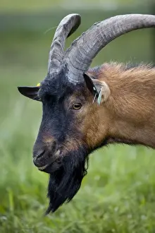 Johan De Meester Artwork Prints: Goat - in meadow
