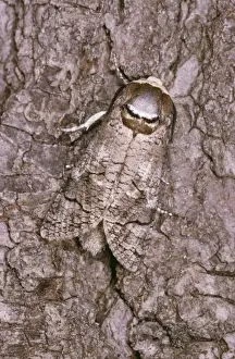 Ardea Wildlife Prints For Home Decor Prints: Goat Moth
