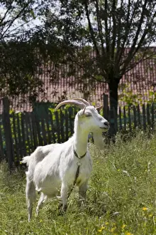 Johan De Meester Artwork Prints: Goat in orchard