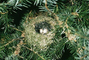 GOLDCREST - nest with two eggs GOLDCREST - nest with two eggs