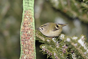Goldcrest - picking food from titmice feeder in winter Goldcrest - picking food from titmice feeder in winter