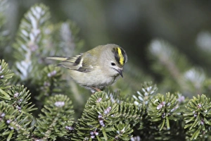 Goldcrest - searching for food in fir tree Goldcrest - searching for food in fir tree