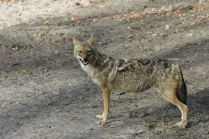 Golden / Asiatic Jackal - female in side profile Golden / Asiatic Jackal - female in side profile