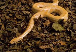 Prints of JD-7261 Golden Burmese Python - albino Python molurus bivittatus John Daniels Please note that prints are for personal display purposes only and may not be reproduced in anyway. Snake Prints: Golden Burmese Python - Albino Print