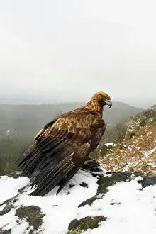 Golden Eagle ROY-446 Print, North Yorkshire