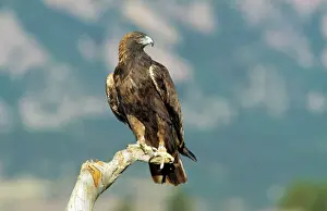Prints of FG-8451 Golden Eagle - perching on branch Aquila chrysaetos Aqulia chrysaetos Francois Gohier Golden Eagle Prints: Golden Eagle Print - Perching on Branch, Aquila chrysaetos