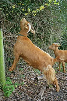 Golden Guernsey Goat stretching up to eat leaves Golden Guernsey Goat stretching up to eat leaves