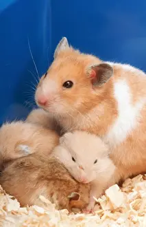 Prints of ME-916 Syrian / Golden HAMSTER with young Johan De Meester Please note that prints are for personal display purposes only and may not be reproduced in any way. Calomyscidae Prints: Golden Hamster ME 916 Print, a mother with her young
