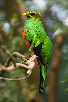Golden-headed Quetzal, male perched on branch, controlled conditions, Lower Saxony, Germany Date: 19-Aug-17 Golden-headed Quetzal, male perched on branch, controlled conditions, Lower Saxony, Germany Date: 19-Aug-17