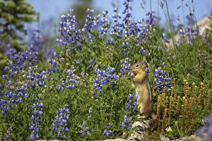 Golden-mantled Ground Squirrel - eating Lupin Golden-mantled Ground Squirrel - eating Lupin