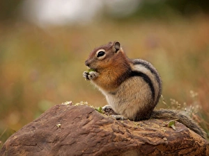 Golden-mantled Ground Squirrel - feeding Golden-mantled Ground Squirrel - feeding