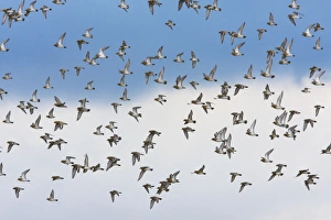 Golden Plover - A large flock in flight Golden Plover - A large flock in flight