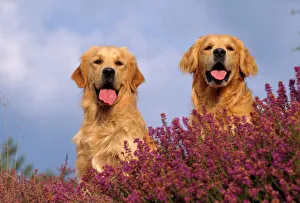 Golden Retriever Dog - in heather Golden Retriever Dog - in heather