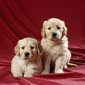 Golden Retriever Dog - puppies Golden Retriever Dog - puppies