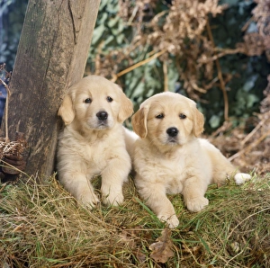 Golden Retriever Dog - puppies in the woods Golden Retriever Dog - puppies in the woods