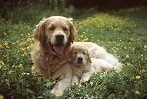 Golden Retriever Dog - and puppy Golden Retriever Dog - and puppy