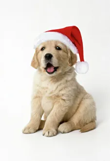 Golden Retriever Dog - puppy 7 weeks old, Wearing Christmas hat Golden Retriever Dog - puppy 7 weeks old, Wearing Christmas hat