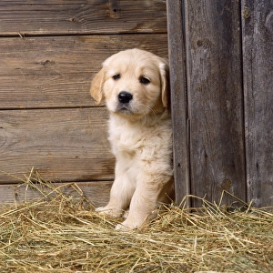 Golden Retriever Dog - puppy in hay barn Golden Retriever Dog - puppy in hay barn
