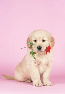 Golden Retriever DOG - Puppy holding rose in mouth Golden Retriever DOG - Puppy holding rose in mouth