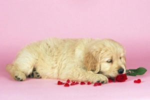 Golden Retriever Dog - puppy with rose Golden Retriever Dog - puppy with rose