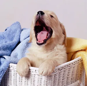 Golden Retriever Dog - Puppy yawning in laundry basket Golden Retriever Dog - Puppy yawning in laundry basket