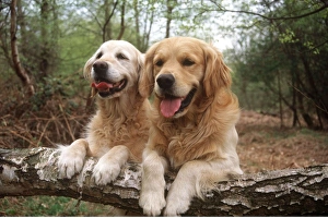 Golden Retriever Dogs - two on forest walk. Resting with Golden Retriever Dogs - two on forest walk. Resting with