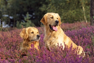 Golden Retriever Dogs - in heather Golden Retriever Dogs - in heather