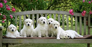 Golden Retriever puppies on garden bench - 7 weeks Golden Retriever puppies on garden bench - 7 weeks