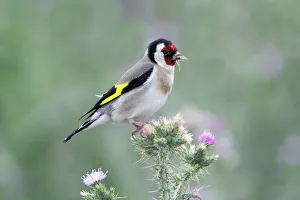 Goldfinch - feeding on thistle seeds Goldfinch - feeding on thistle seeds