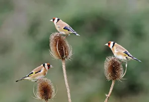 Goldfinches - 3 birds feeding on teasels Goldfinches - 3 birds feeding on teasels