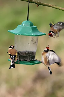 Goldfinches- Birds fighting at niger feeder Goldfinches- Birds fighting at niger feeder