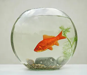 Goldfish - in goldfish bowl with weed Goldfish - in goldfish bowl with weed