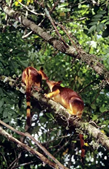 Goodfellows Tree-Kangaroo - female and joey Goodfellows Tree-Kangaroo - female and joey