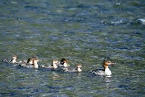 Wildlife Prints Personal Use Only Prints: Goosander With young