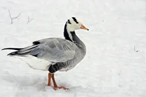 Captive Goose Print