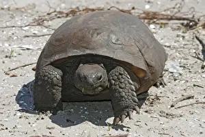 Animal Wall Decorations Prints: Gopher Tortoise