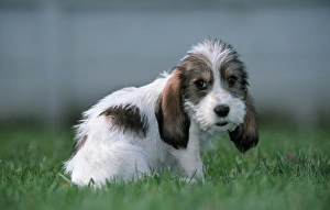 Grand Basset Griffon Vendeen DOG - puppy with long ears Grand Basset Griffon Vendeen DOG - puppy with long ears