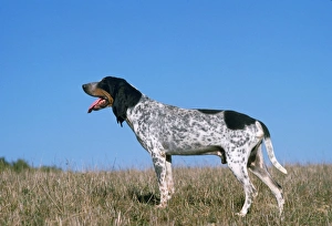 Grand Bleu de Gascogne / Blue Gascony Hound Dog Grand Bleu de Gascogne / Blue Gascony Hound Dog