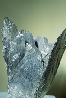 Graphite Print - Native Element, Sri Lanka