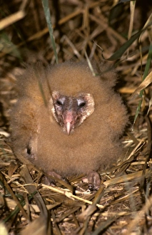Grass owl chick at nest Grass owl chick at nest