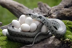 Ringed Snake with Eggs Print