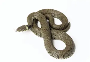 Ringed Snake Images Prints: Grass Snake